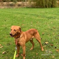 Labrador Retriever - Dogs