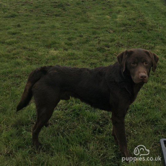 Labrador Retriever - Dogs