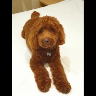 Cockapoo