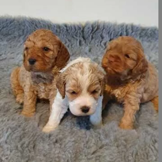 Dogs And Puppies For Sale Near Me In Totnes Devon Puppies Co Uk