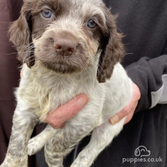 Cocker Spaniel - Both