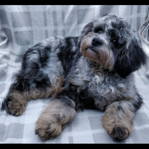 Cavapoo