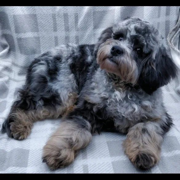 Cavapoo
