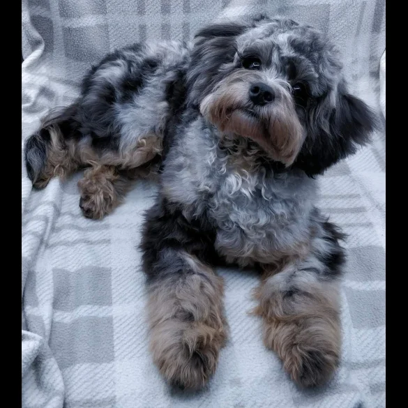 Cavapoo
