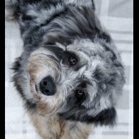 Cavapoo