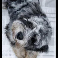 Cavapoo