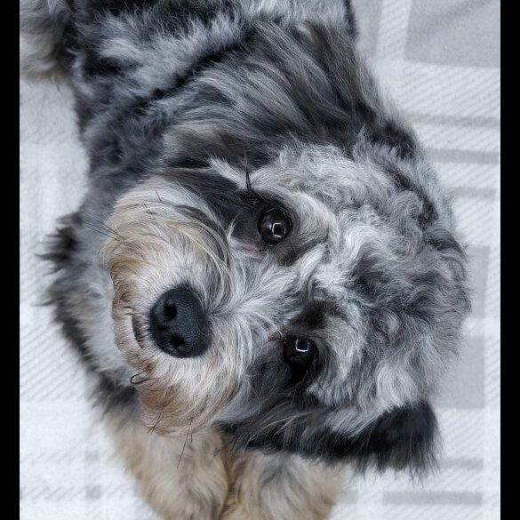 Cavapoo
