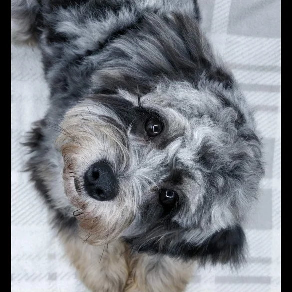 Cavapoo