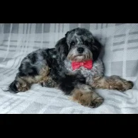 Cavapoo