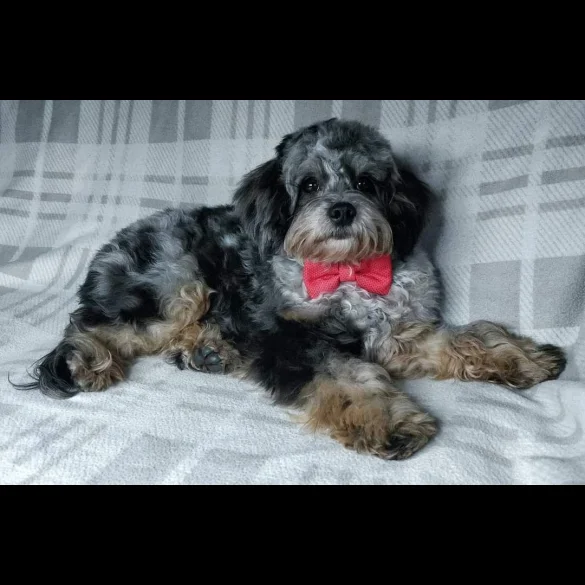 Cavapoo