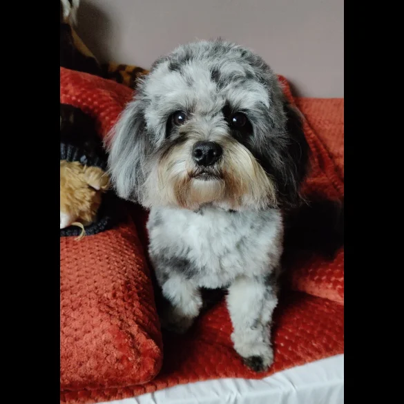Cavapoo