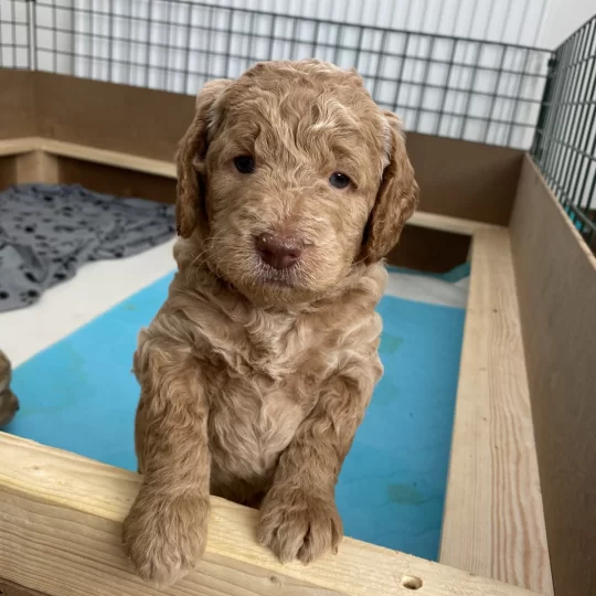 Goldendoodle - Dogs