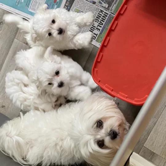 Maltese Puppies For Sale In The Uk Puppies Co Uk