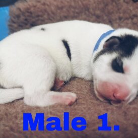 Siberian Husky