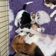 Beagle - Bitches