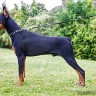 Doberman