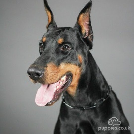 Doberman