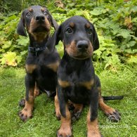 Doberman