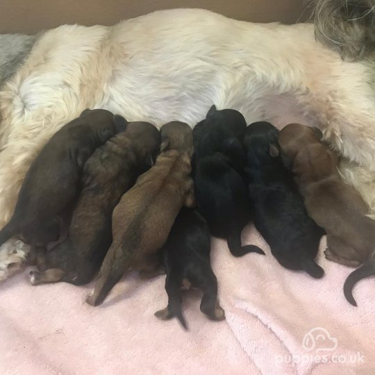 pedigree lhasa apso puppies for sale