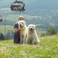 Tatra Mountain Sheepdogs - Dogs