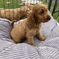 Cocker Spaniel - Both