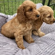 Cocker Spaniel - Both