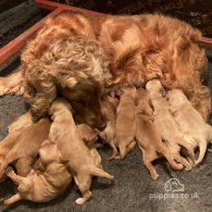 Cocker Spaniel - Both