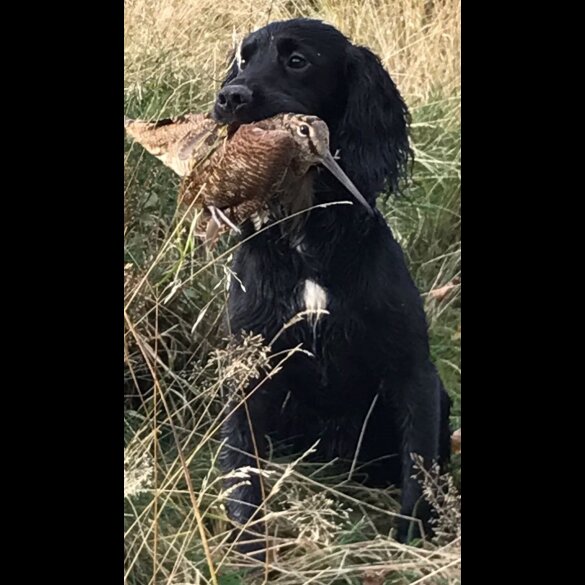 Cocker Spaniel (Working &amp; Show)