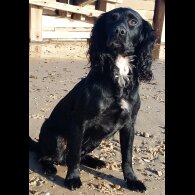 Cocker Spaniel (Working &amp; Show)