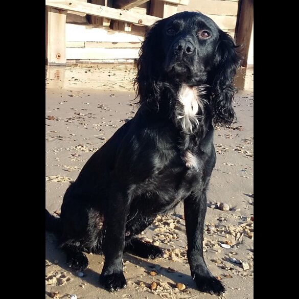 Cocker Spaniel (Working &amp; Show)