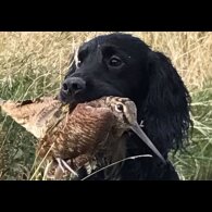 Cocker Spaniel (Working &amp; Show)
