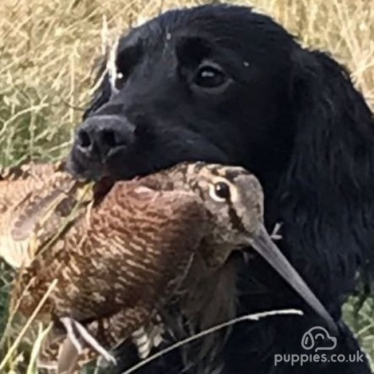 Cocker Spaniel