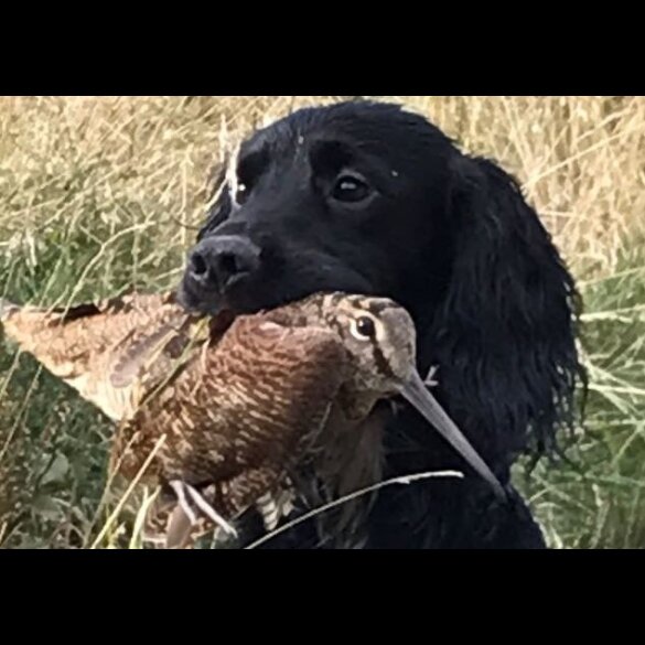 Cocker Spaniel (Working &amp; Show)