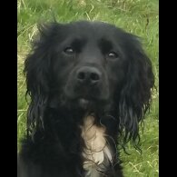 Cocker Spaniel (Working &amp; Show)