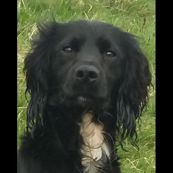 Cocker Spaniel (Working &amp; Show)