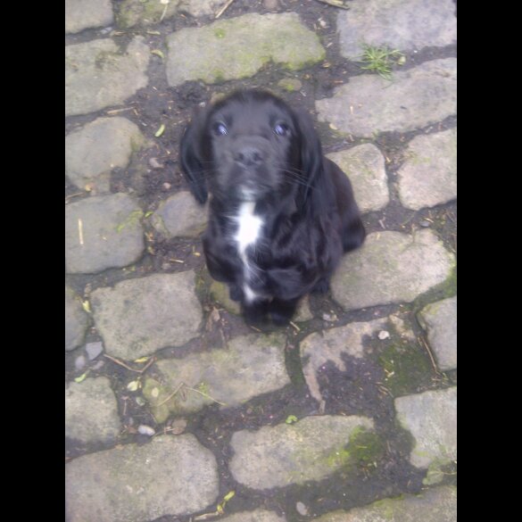 Cocker Spaniel (Working &amp; Show)