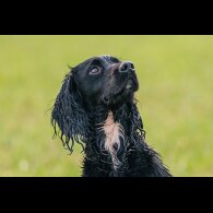 Cocker Spaniel (Working &amp; Show)