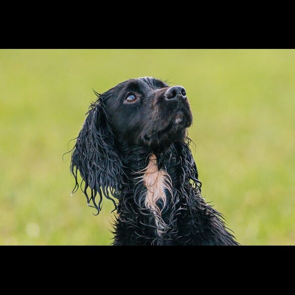 Cocker Spaniel (Working &amp; Show)