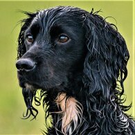 Cocker Spaniel (Working &amp; Show)