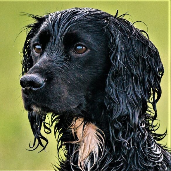 Cocker Spaniel (Working &amp; Show)