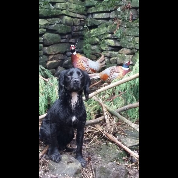 Cocker Spaniel (Working &amp; Show)