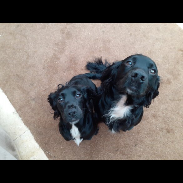 Cocker Spaniel (Working &amp; Show)