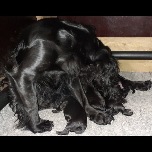Cocker Spaniel (Working &amp; Show)