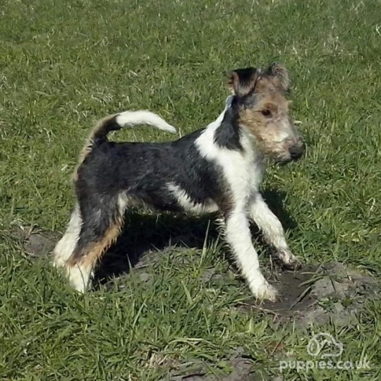 Wire Fox Terrier