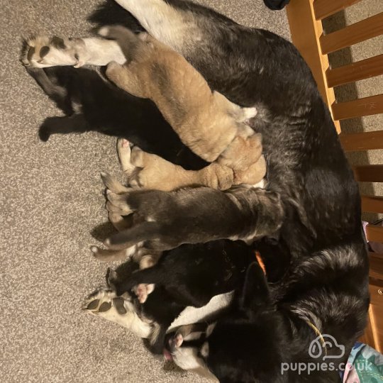Alaskan Malamute puppies for Sale near me in Swindon, Wiltshire | Alaskan Malamute puppies for Sale near me in Swindon, Wiltshire |