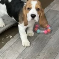 Beagle - Dogs