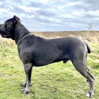 Cane Corso