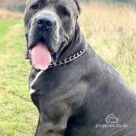 Cane Corso