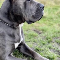 Cane Corso