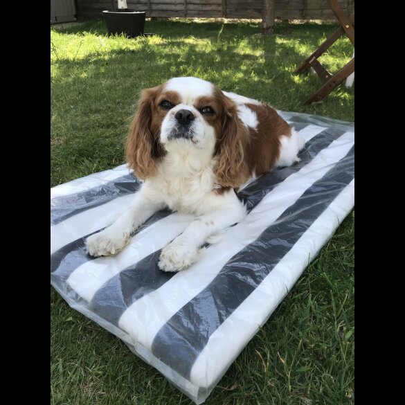 Cavalier King Charles Spaniel